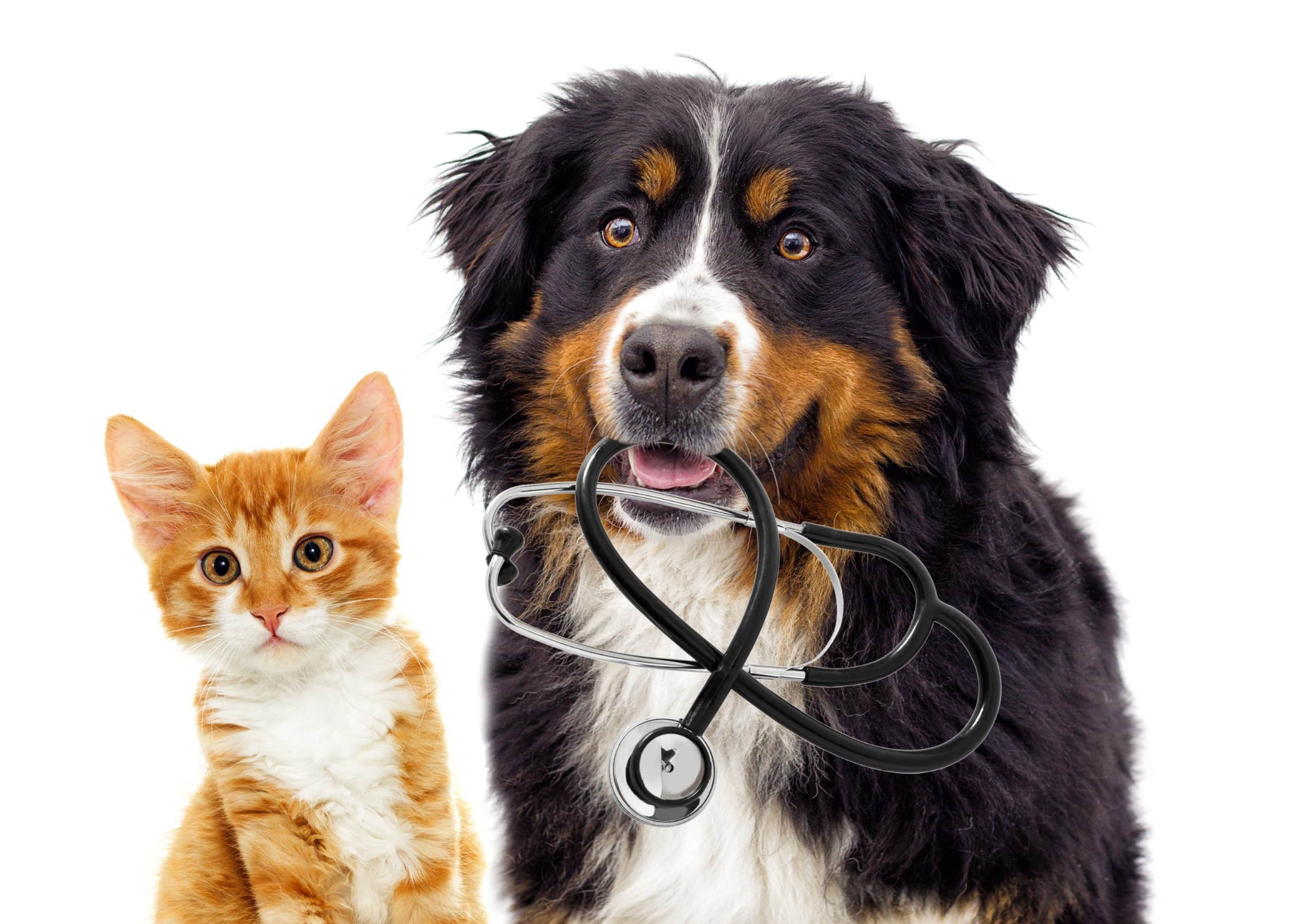 Stetoskoplu köpek ve yanında kedi